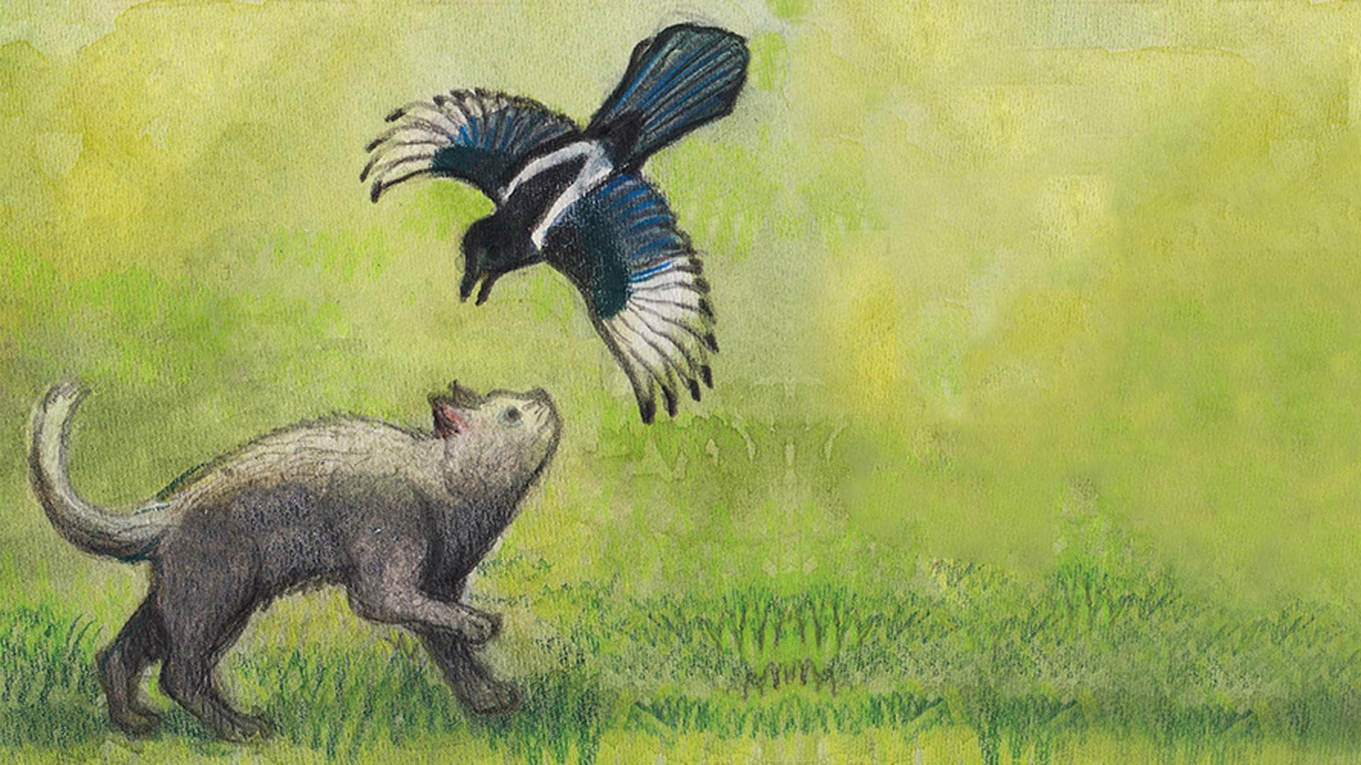 Milo and the Magpies