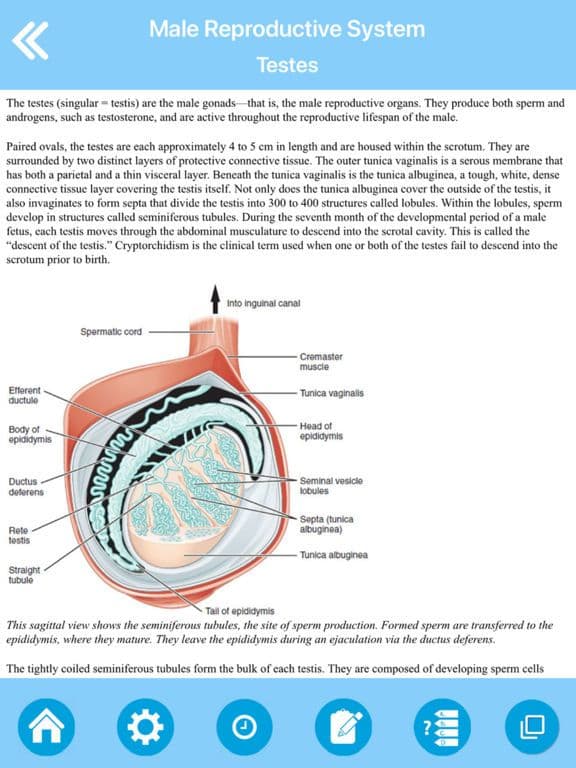 Male Reproductive System