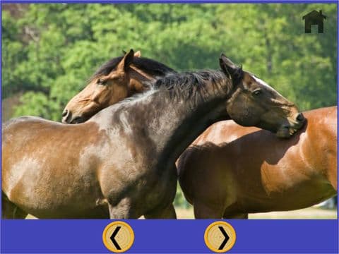 images of horses that i love - free game
