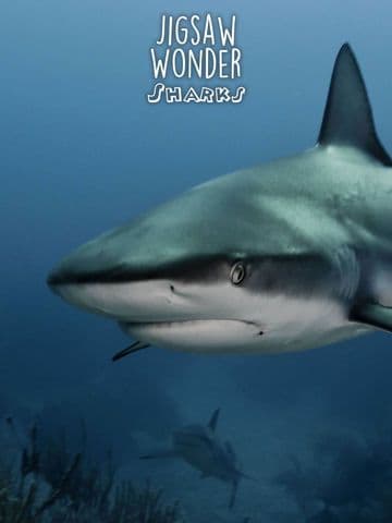 Shark Puzzles for Kids Jigsaw Wonder Collection